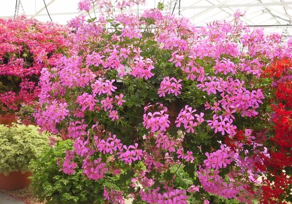 Pelargonium peltatum Ville de Paris Lila