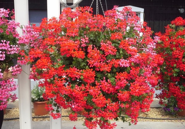 Pelargonium peltatum Ville de Paris Dark Pink