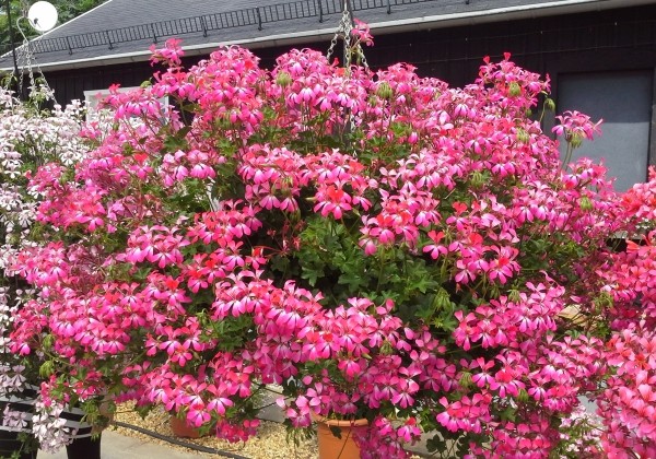 Pelargonium peltatum Ville de Paris Bicolor