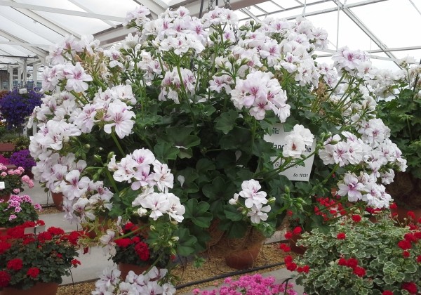 Pelargonium peltatum Blanche Roche