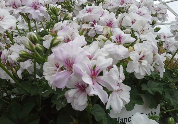 Pelargonium peltatum Blanche Roche