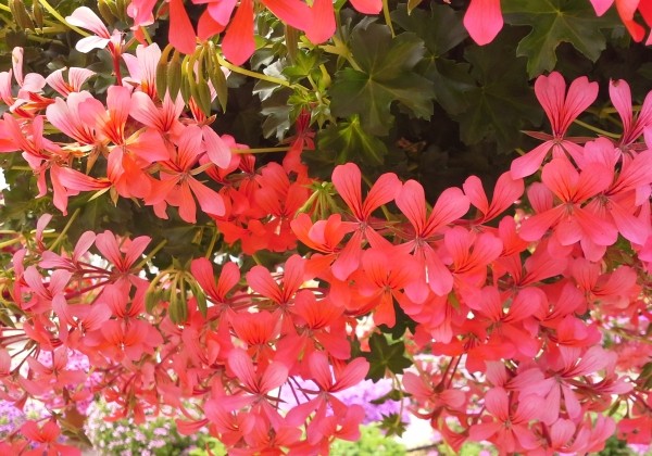 Pelargonium peltatum Decora Rosa (12cm)