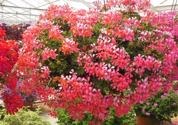 Pelargonium peltatum Decora Rosa (12cm)