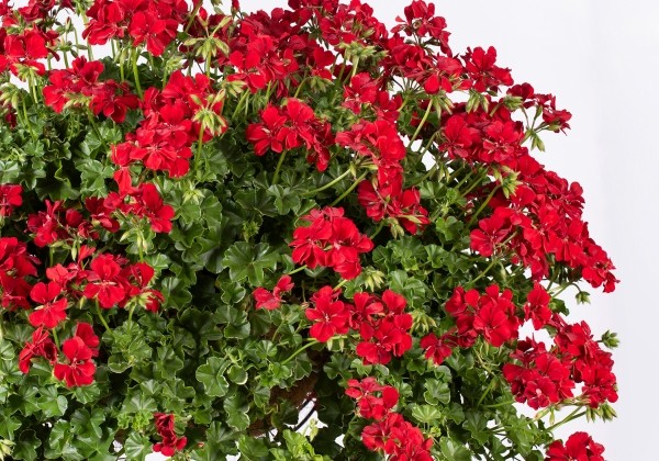 Pelargonium peltatum Becky