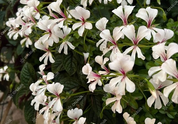 Pelargonium peltatum Ville de Dresden Impr.
