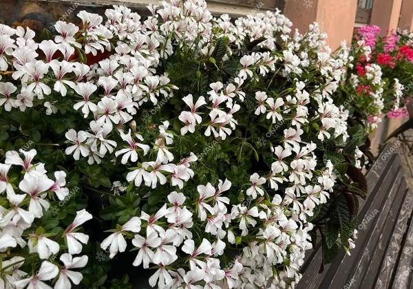Pelargonium peltatum Ville de Dresden Impr.