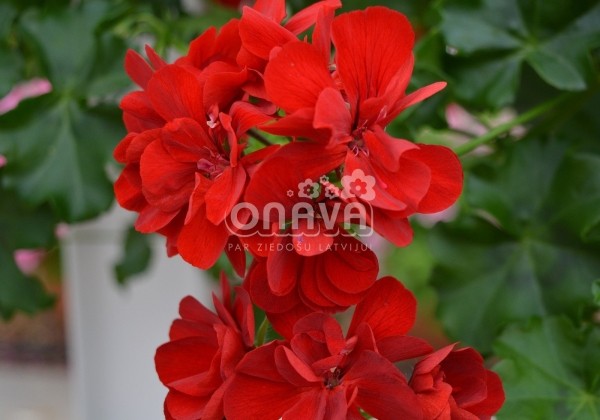 Pelargonium peltatum Ruby (XXL)