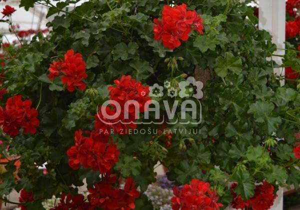 Pelargonium peltatum Ruby (XXL)