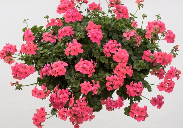 Pelargonium peltatum Happy Face Pink (12cm)