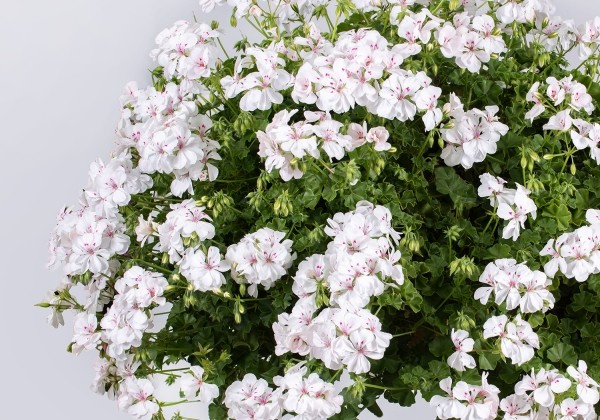 Pelargonium peltatum Sandy