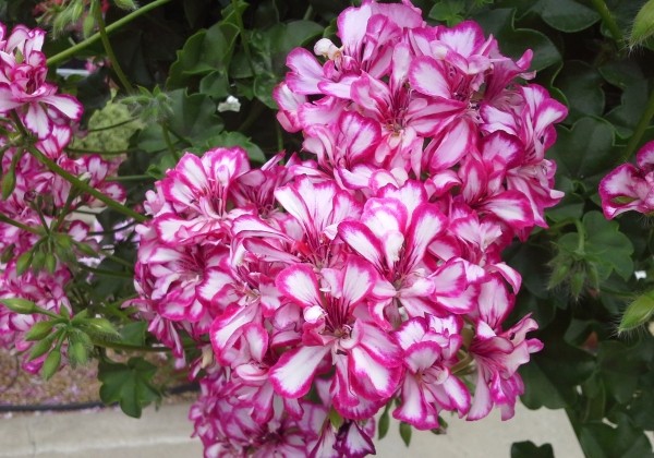 Pelargonium peltatum Mexikanerin (XXL)