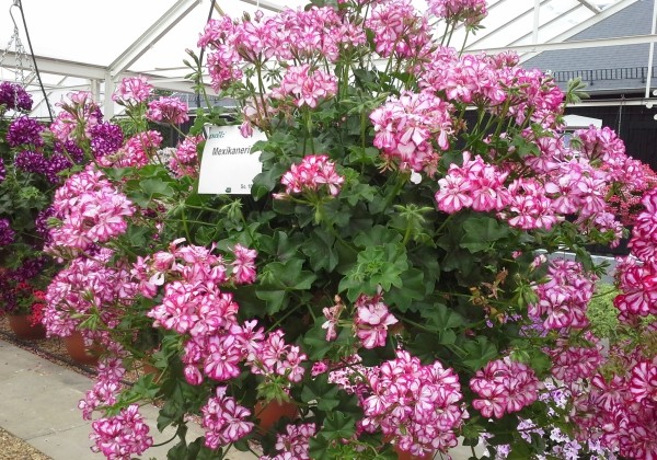 Pelargonium peltatum Mexikanerin (XXL)