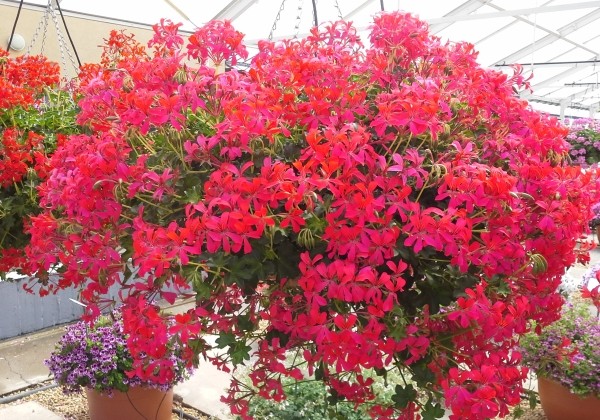 Pelargonium peltatum Decora Dark Pink (12cm)