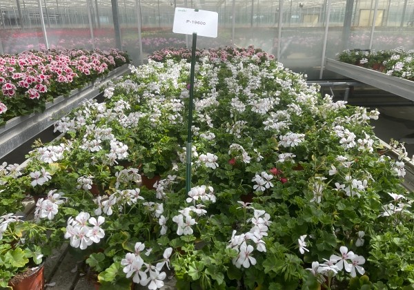 Pelargonium peltatum Happy Face White 24