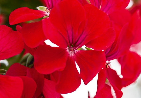 Pelargonium peltatum Happy Face Red