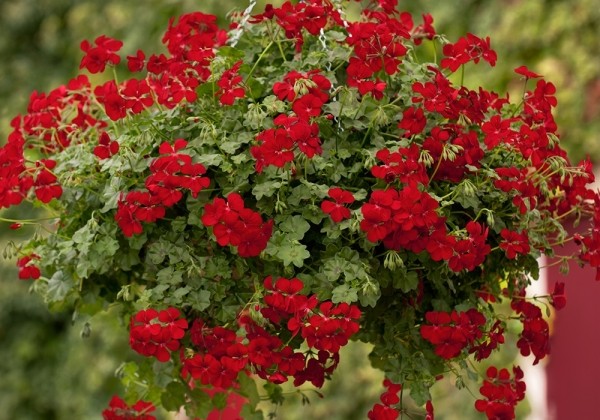 Pelargonium peltatum Happy Face Red