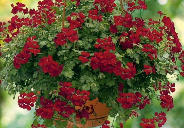 Pelargonium peltatum Happy Face Dark Red