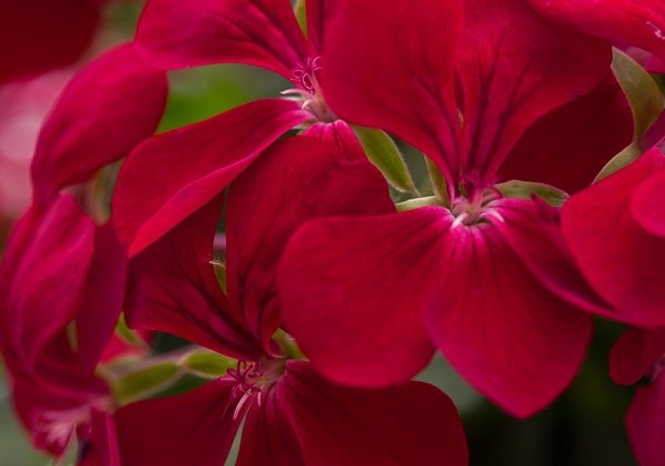 Pelargonium peltatum Happy Face Dark Red