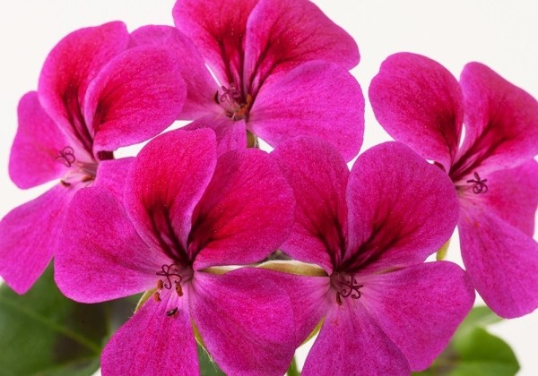 Pelargonium peltatum Happy Face Magenta (12cm)
