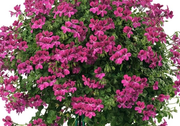 Pelargonium peltatum Happy Face Magenta (12cm)