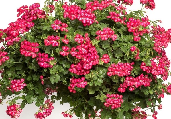Pelargonium peltatum Happy Face Dark Red Mex