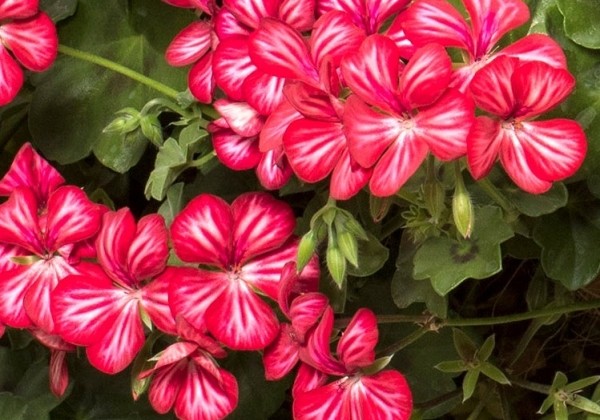 Pelargonium peltatum Happy Face Dark Red Mex