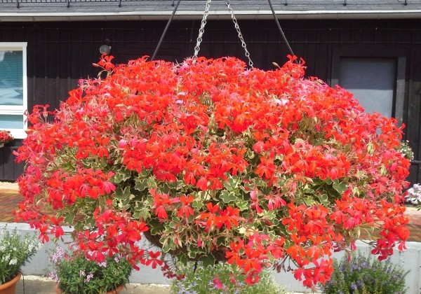 Pelargonium peltatum Evka