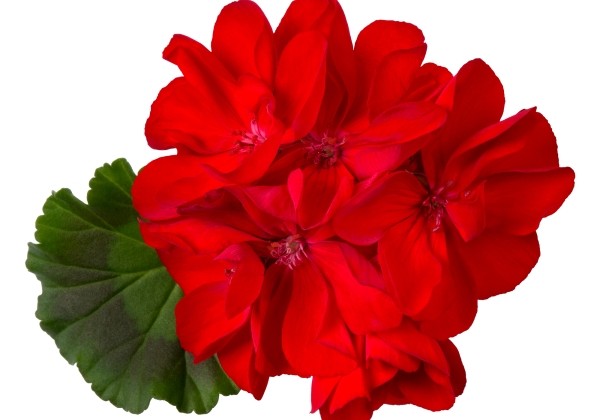 Pelargonium zonale Carmina