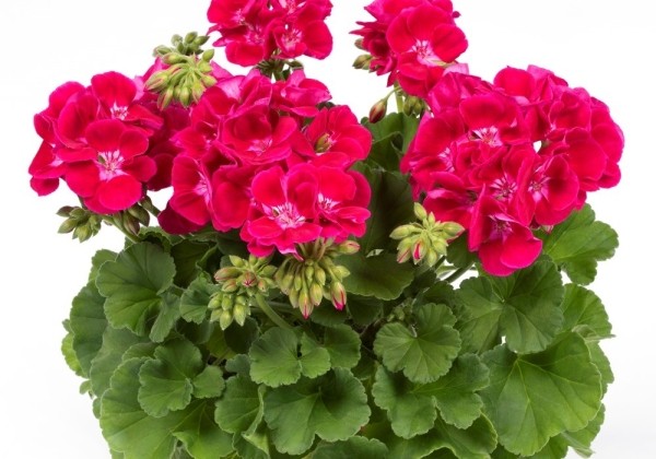 Pelargonium zonale Flower Fairy Red Splash (XXL)