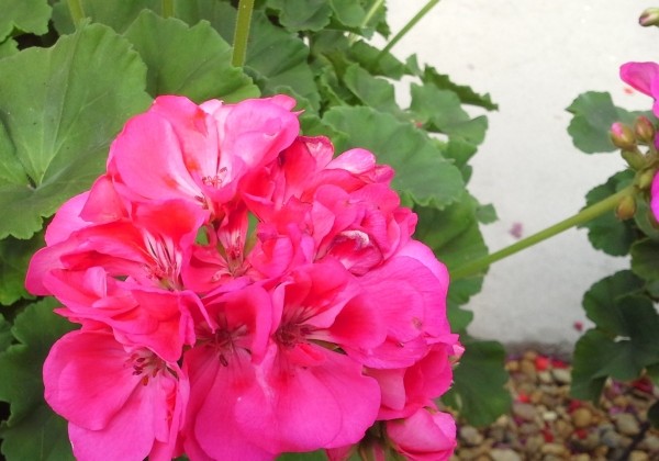 Pelargonium zonale Shocking Pink (12cm)