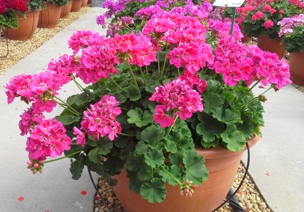 Pelargonium zonale Shocking Pink (12cm)