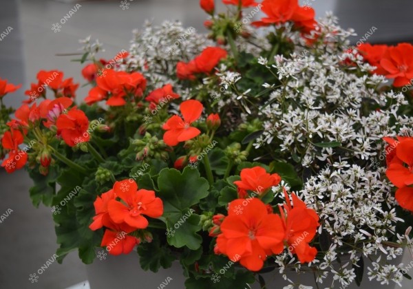 Pelargonium zonale Signal (XXL)