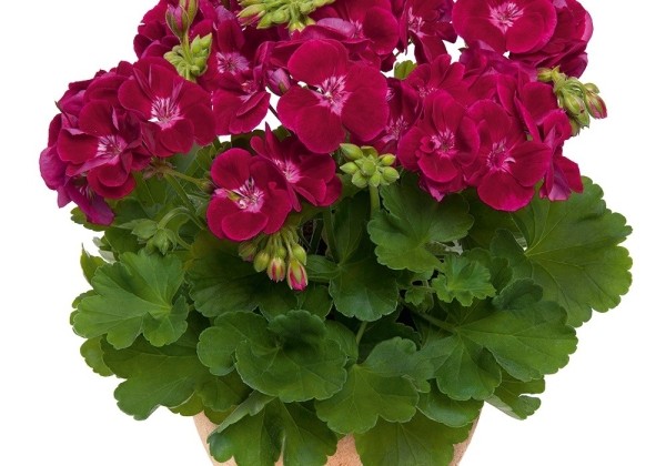 Pelargonium zonale Flower Fairy Velvet (XXL)