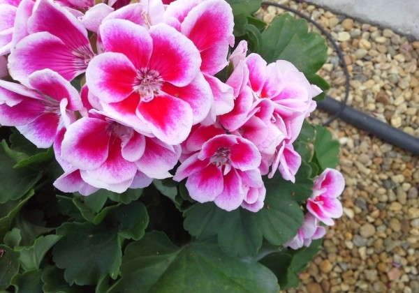 Pelargonium zonale Flower Fairy White Splash (12cm)