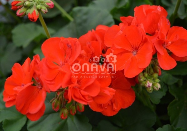 Pelargonium zonale Anthony (XXL)