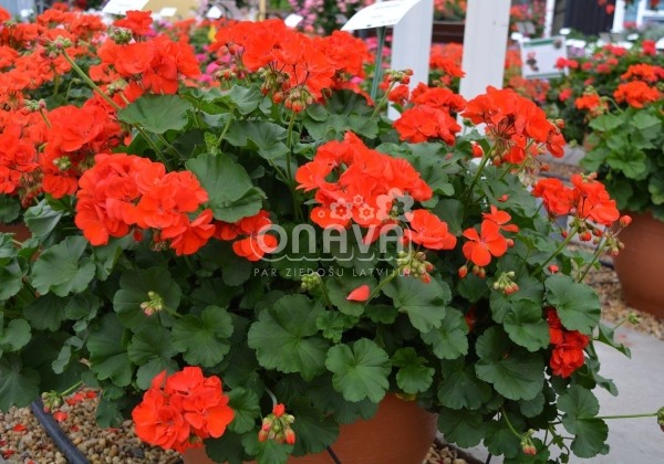 Pelargonium zonale Anthony (XXL)