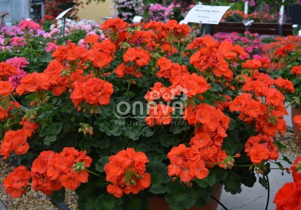 Pelargonium zonale Morning Sun (XXL)