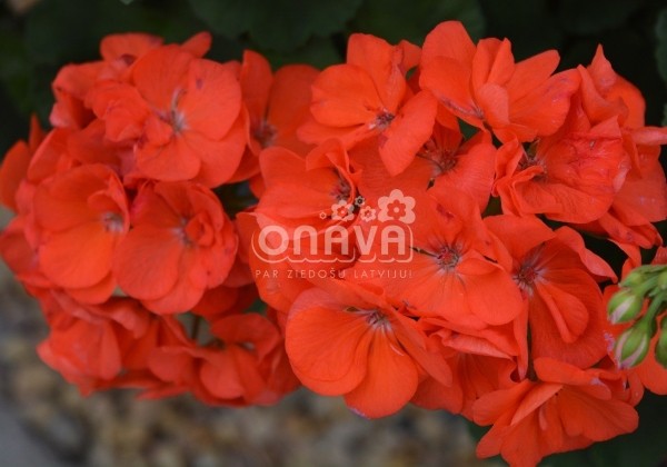Pelargonium zonale Morning Sun (XXL)