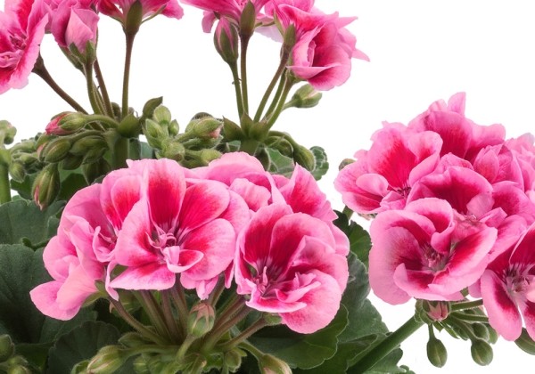 Pelargonium zonale Flower Fairy Pink (12cm)