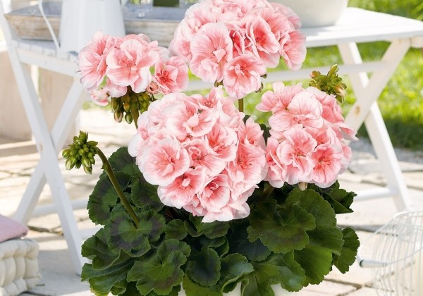 Pelargonium zonale Salmon Queen (XXL)