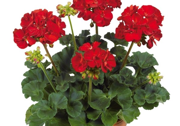 Pelargonium zonale Victor (XXL)