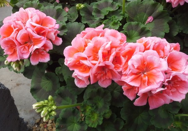 Pelargonium zonale Calais (XXL)
