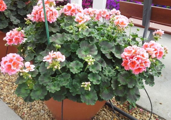 Pelargonium zonale Calais (XXL)