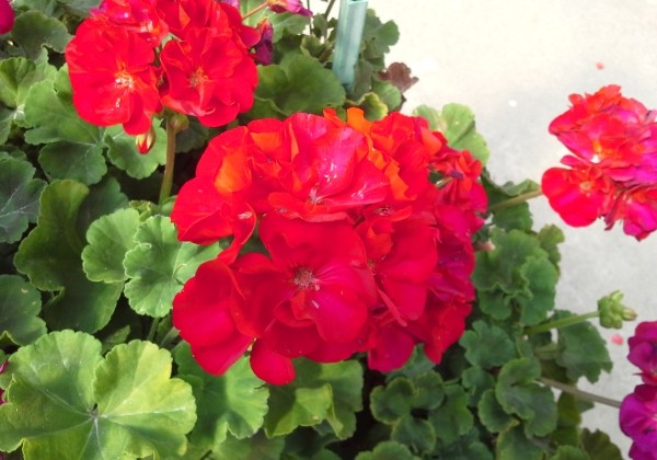 Pelargonium zonale Foxy (XXL)