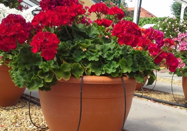 Pelargonium zonale Foxy (XXL)