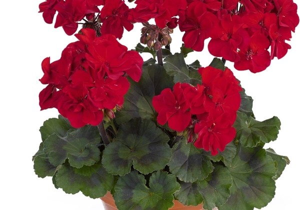 Pelargonium zonale Abelina (XXL)