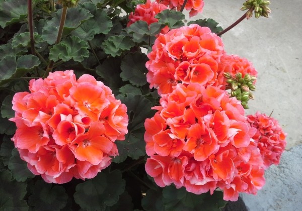 Pelargonium zonale Lorena (XXL)