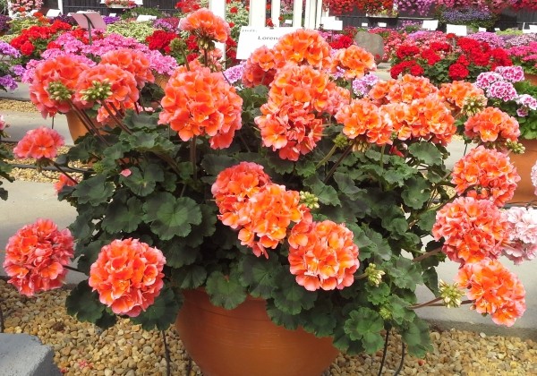 Pelargonium zonale Lorena (XXL)