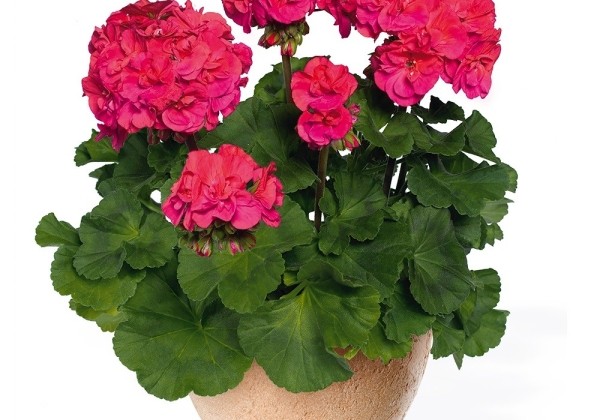 Pelargonium zonale Marena (XXL)