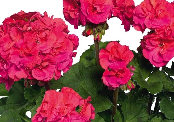 Pelargonium zonale Marena (XXL)